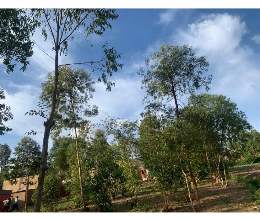 Land view 4